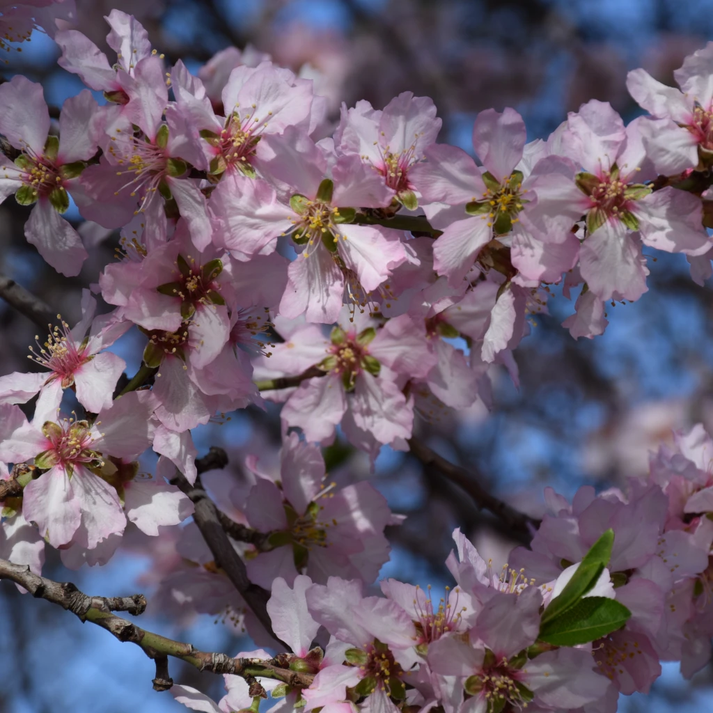 Almendros en flor