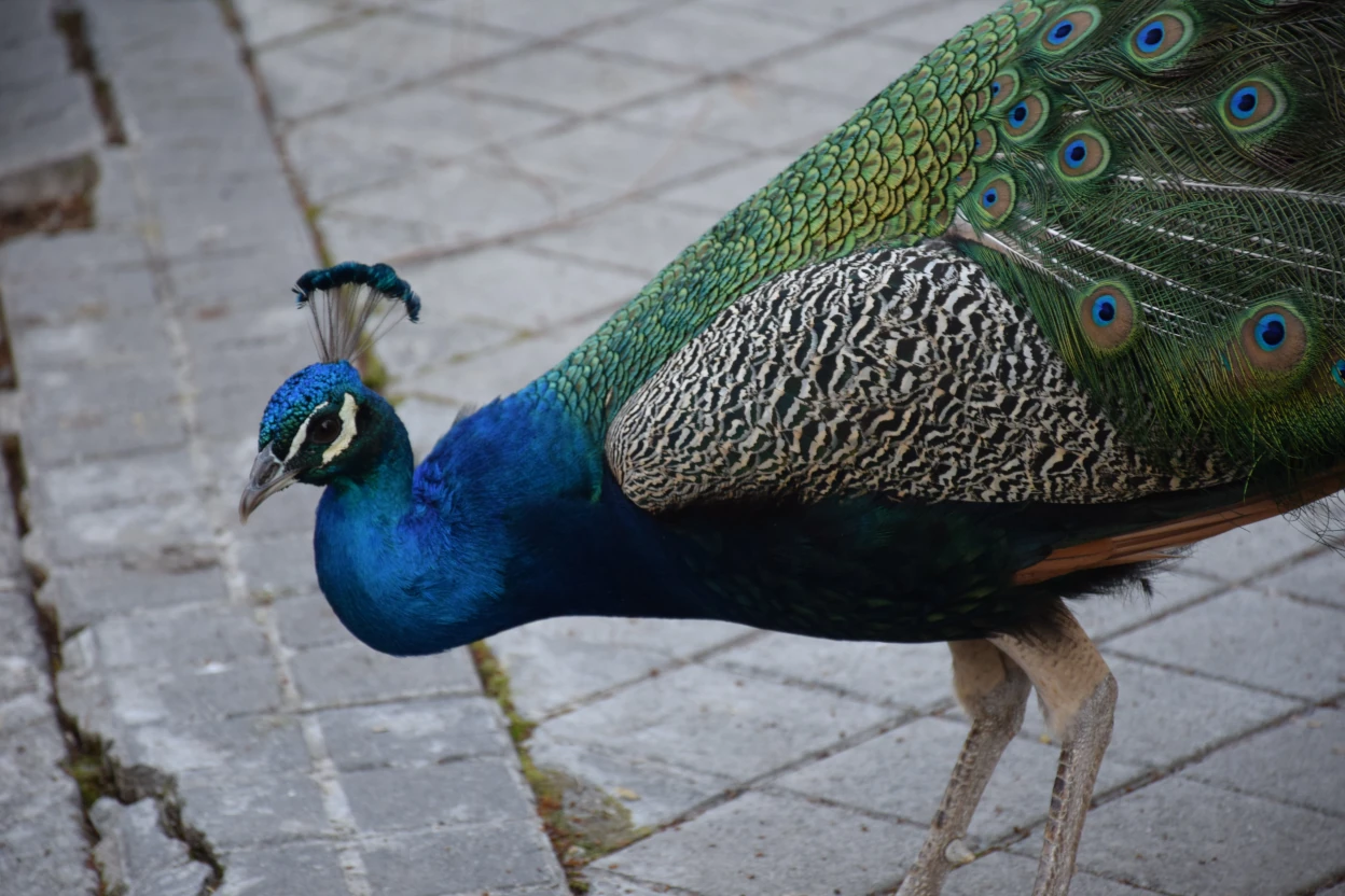 Pavos reales en la calle