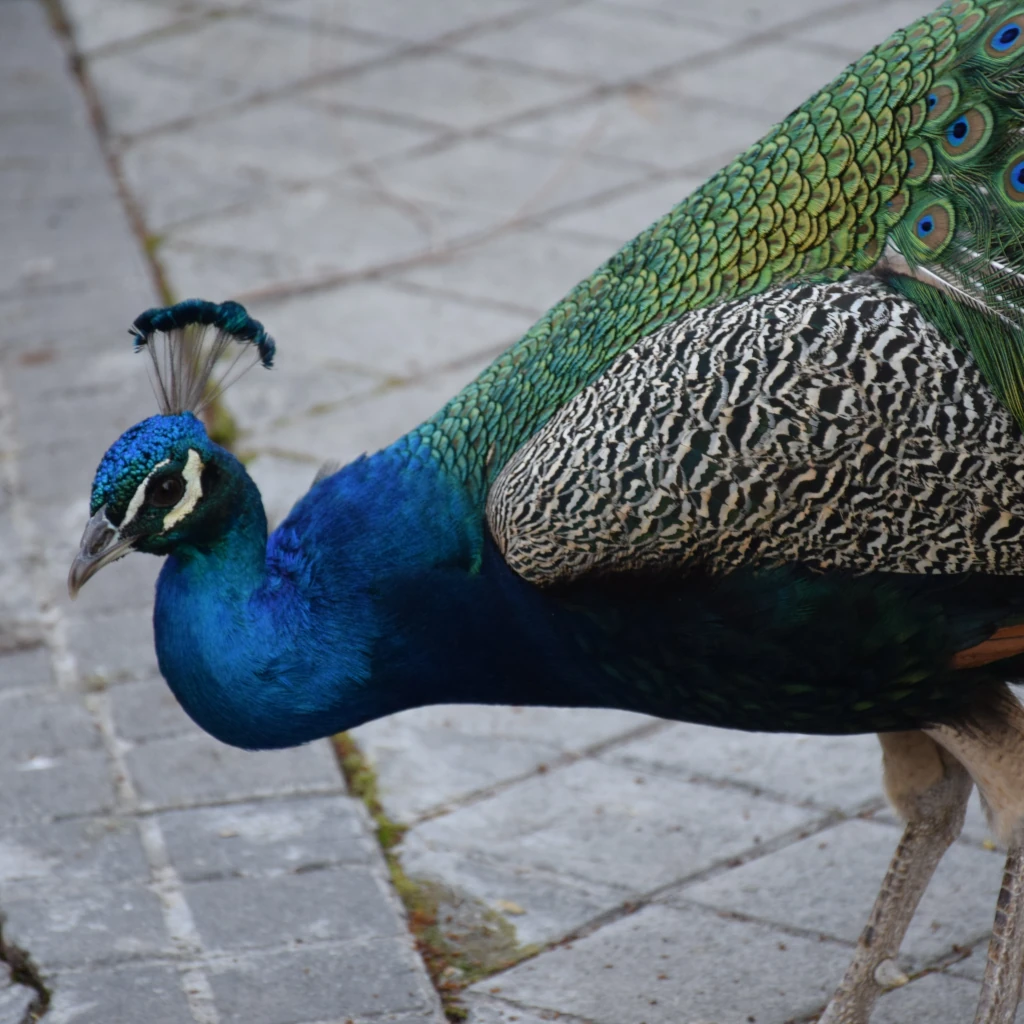 Realeza a pie de calle